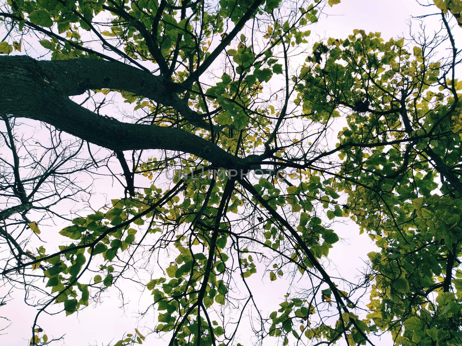 Crown of a tree from bottom to top on a white background. Trunk, branches, yellow and green translucent autumn leaves
