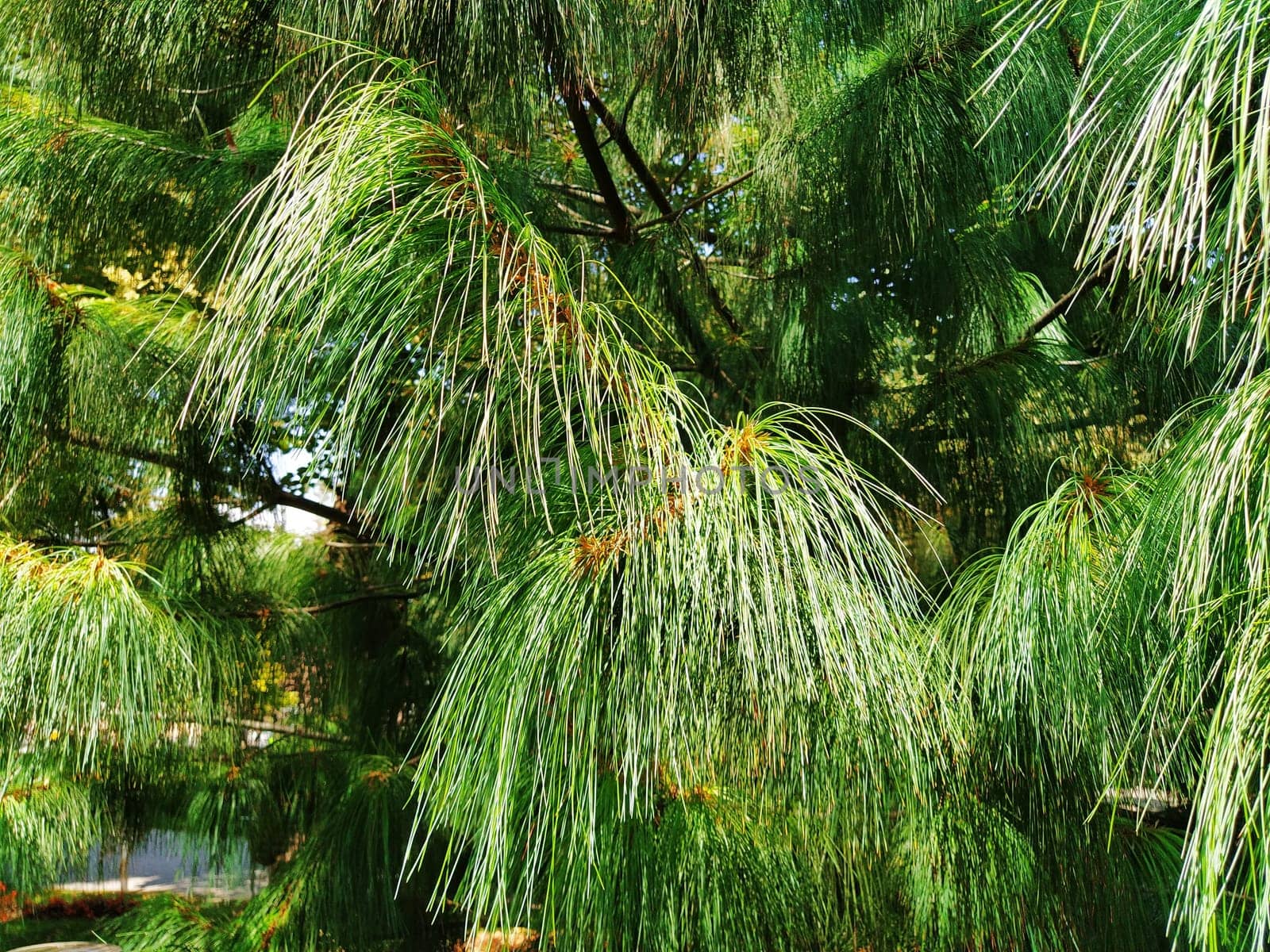 Green pine branch with long needles. Evergreen gymnosperms conifers.