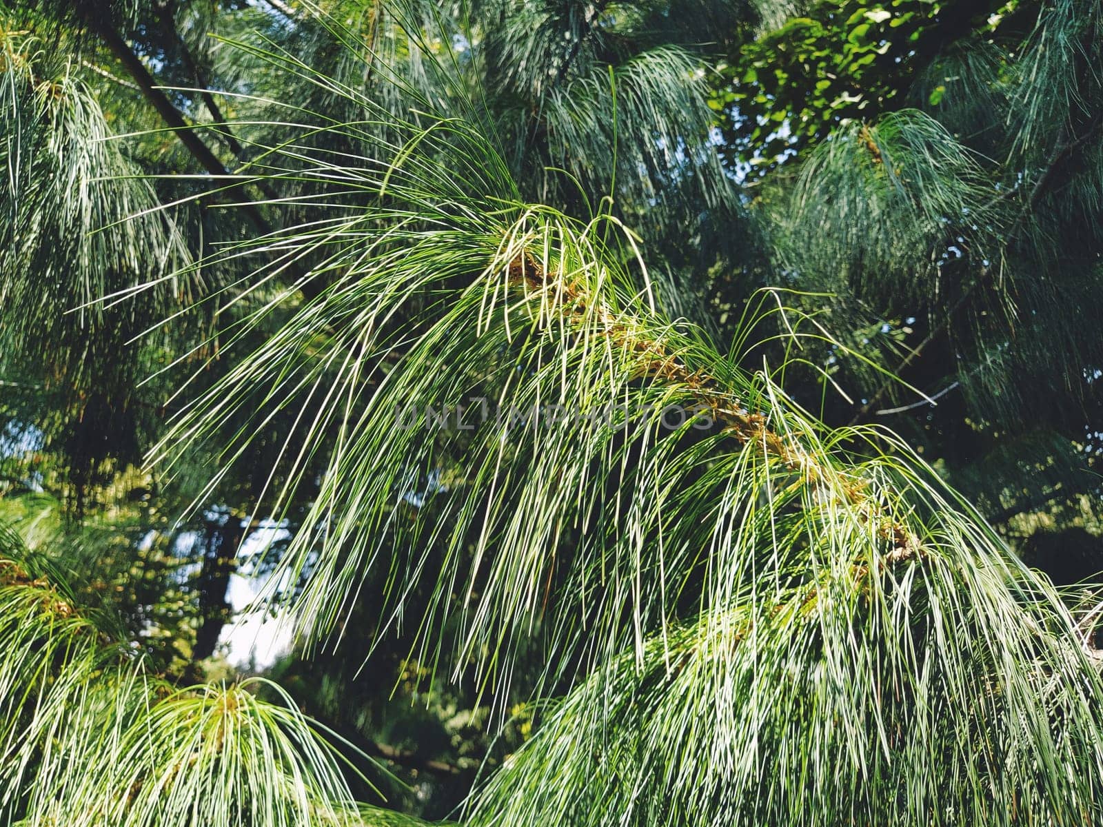 Green pine branch with long needles. Evergreen gymnosperms conifers.