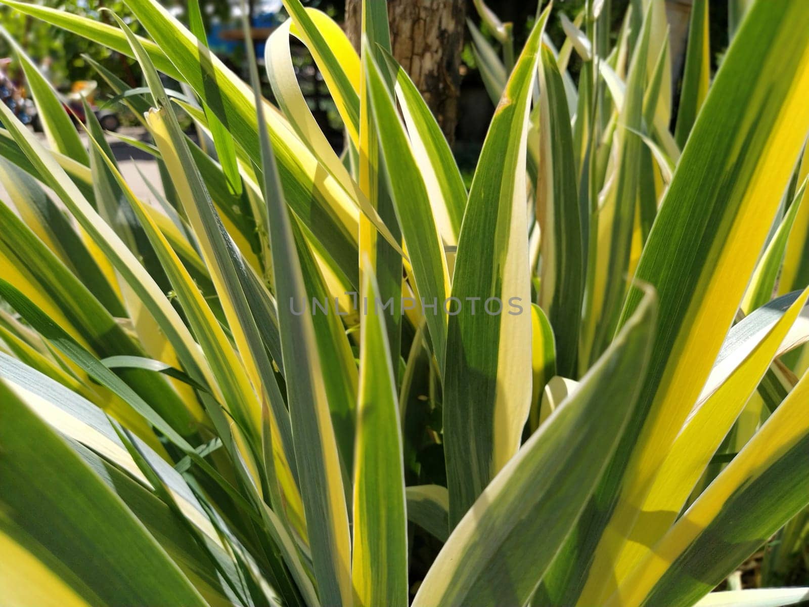 Close up of yellow-green striped leaves. Irises in the garden. Genus of perennial rhizome plants of the Iris family. Yellow green long striped leaves. Floral background. Gardening and floriculture.