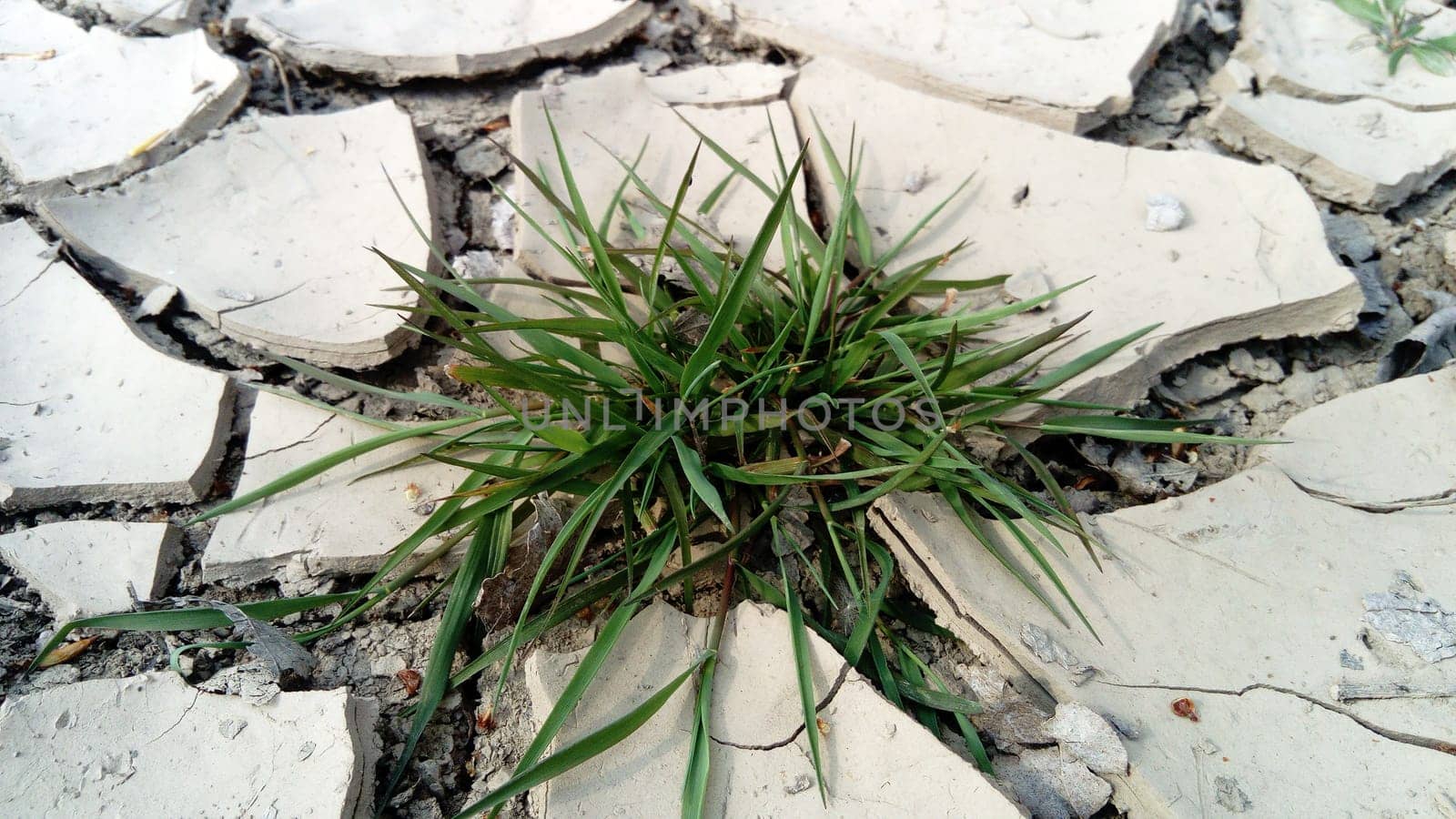 Desert. Green grass growing through dry cracks