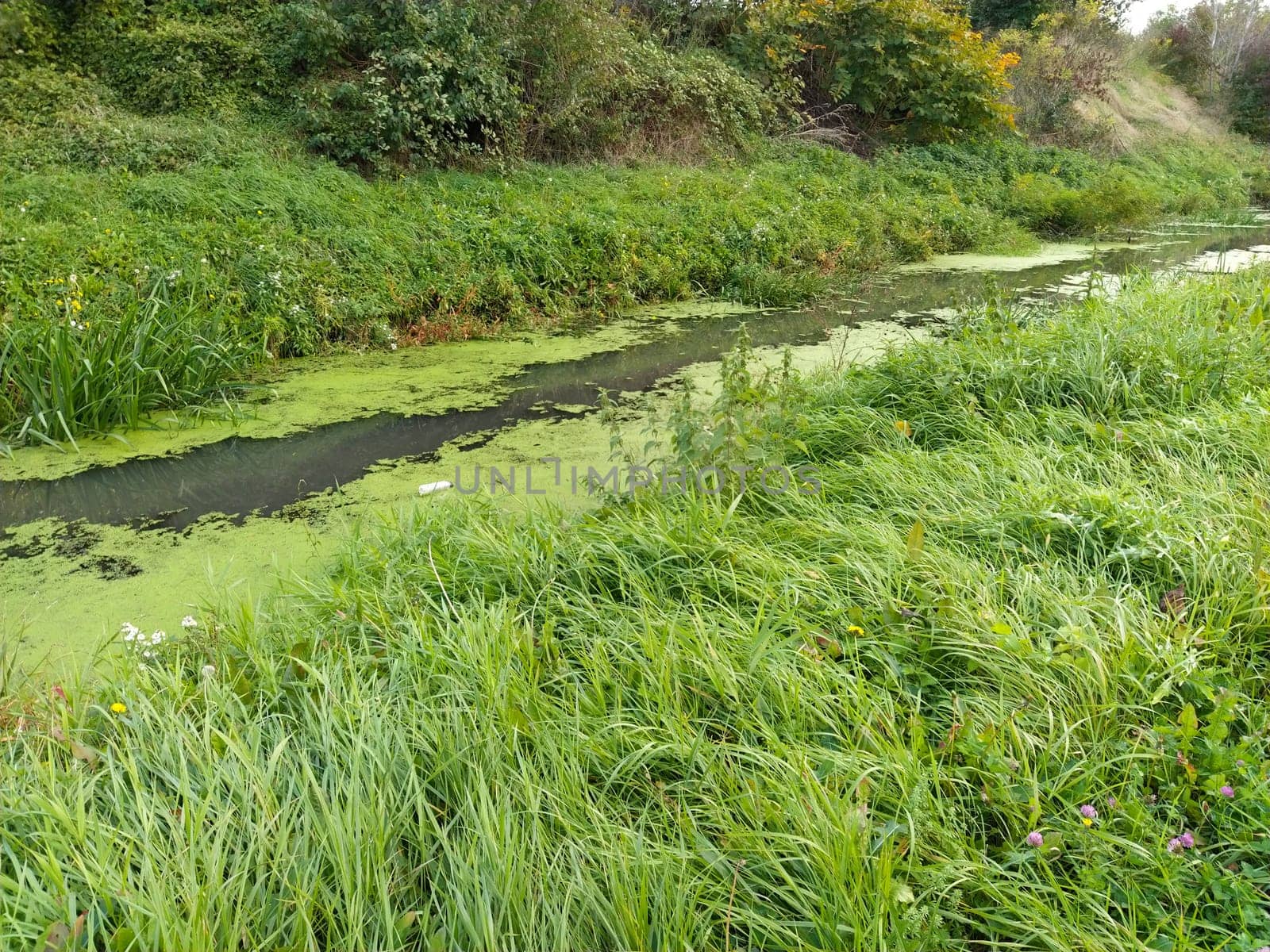Boggy forest lake. Swamp with duckweed. A beautiful calm place. Standing water in a reservoir. Green dense grass on the shore. The beginning of autumn in the Balkans.
