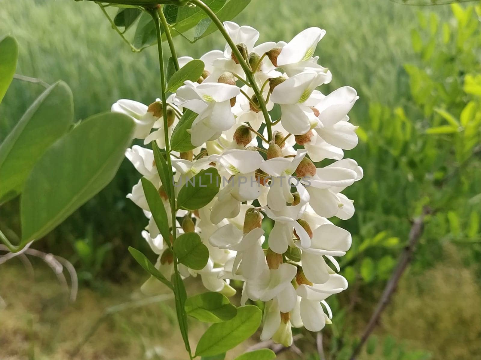 Flowers of White Acacia. It is endemic to a few small areas of the United States, but it has been widely planted and naturalized elsewhere in temperate North America, Europe, Southern Africa and Asia