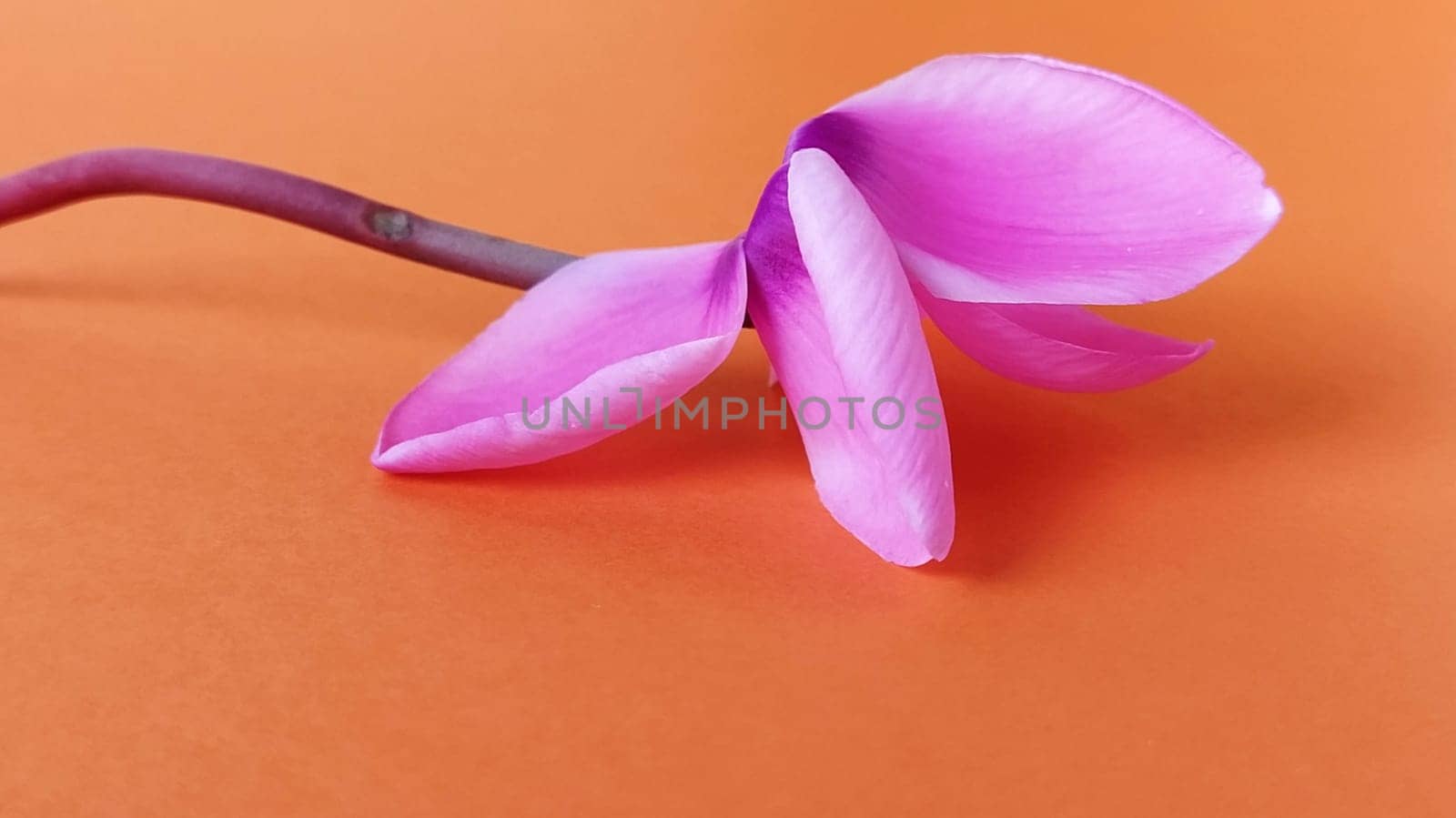 Pink cyclamen flower on a bright orange background. A tender plant is ripped off. Greeting card or congratulation on March 8 or mothers day