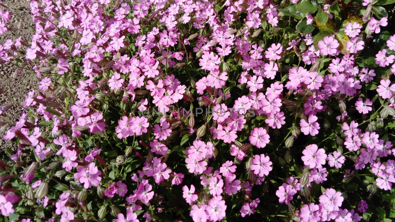 Pink small flowers on a flowerbed in the garden. Many flowering plants.