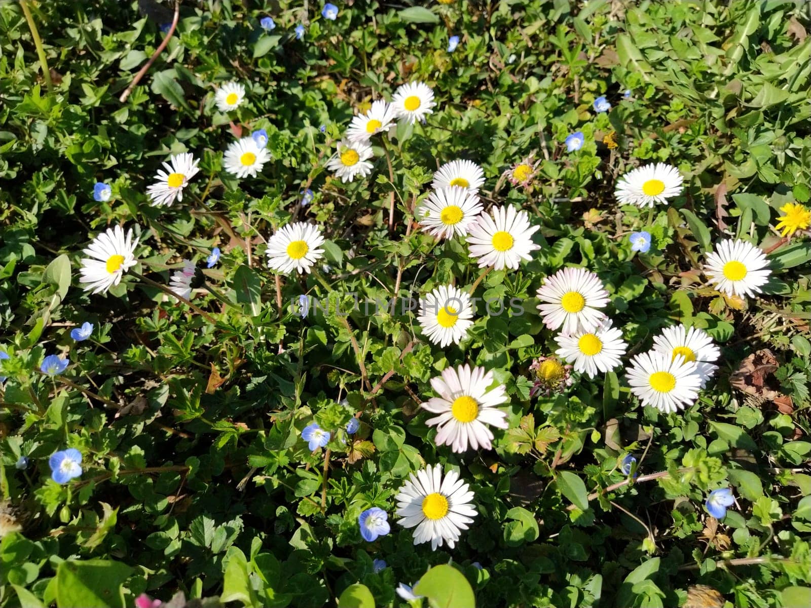 White daisies on the lawn on a spring day. Short stems, only green grass coming out of the ground. The first spring steps. Lawn with flowers. Soil with clay. Close-up. Green grass and clover leaves