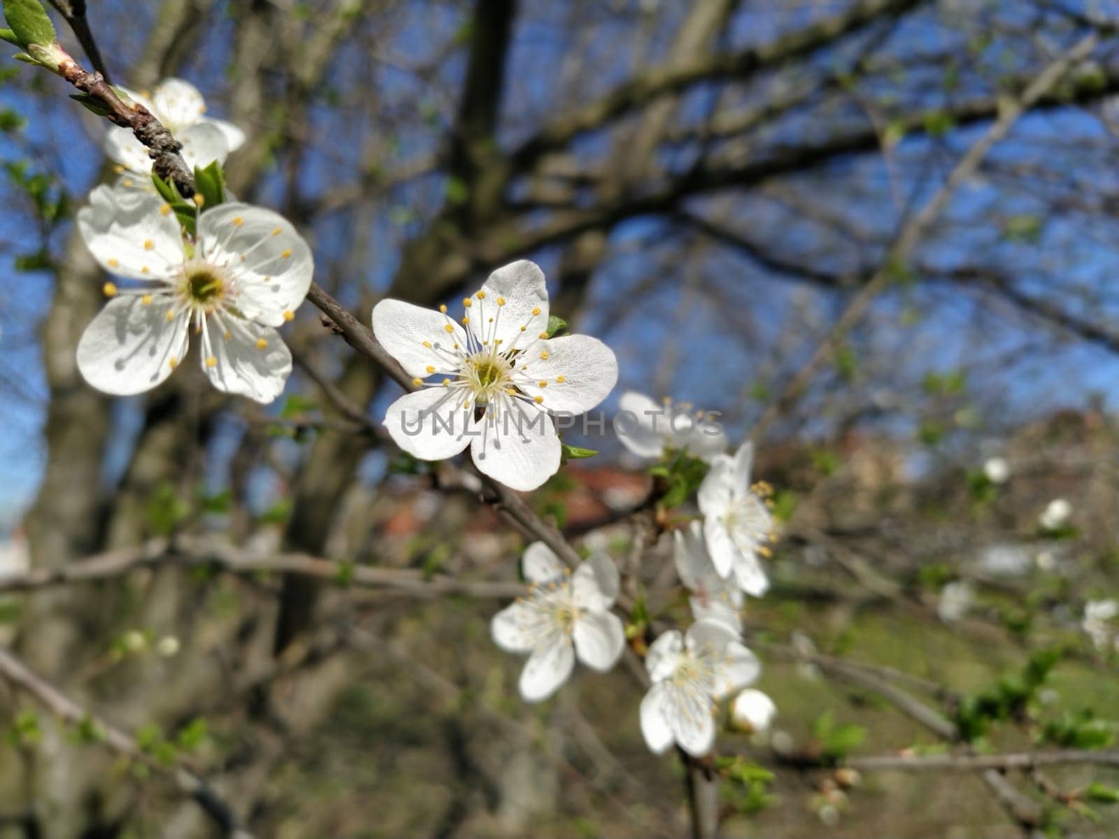 Delicate white flowers of an apple tree. Blurred bokeh. Spring orchard whole in lush blooming white flowers. Pestles and stamens are noticeable. Spring in the garden. Japanese sakura.