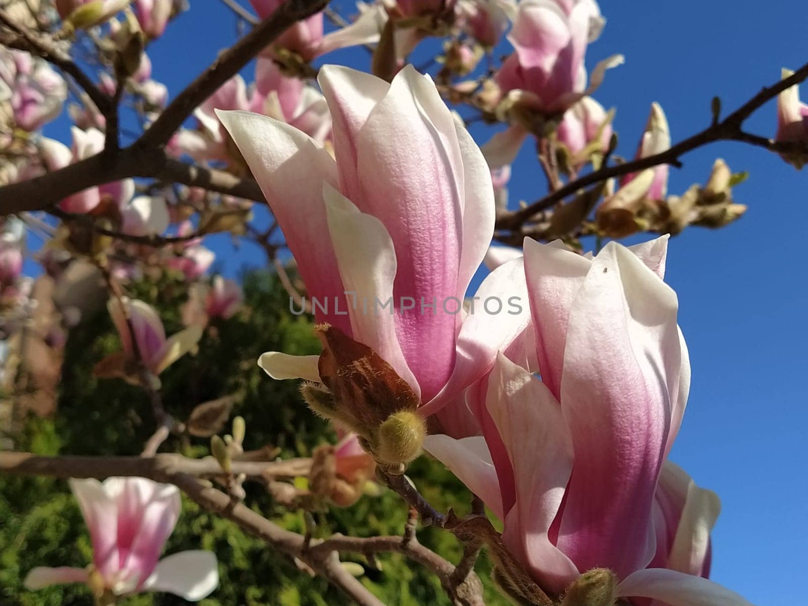 Beautiful blossoming pink flowers and magnolia buds on branches without leaves. Blue sky and sunlight. Wedding invitation or greeting card from March 8. The beginning of spring. Delicate white petals.