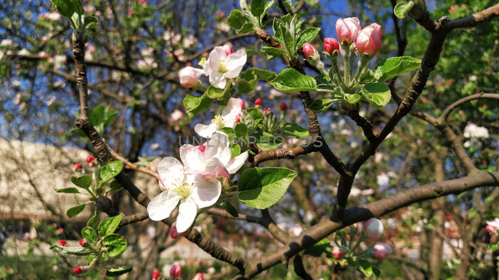 Tender flower petals of apple tree. Apple trees in lush flowering white flowers. Pestles and stamens are noticeable. Spring in the orchard. The beginning of agricultural work.