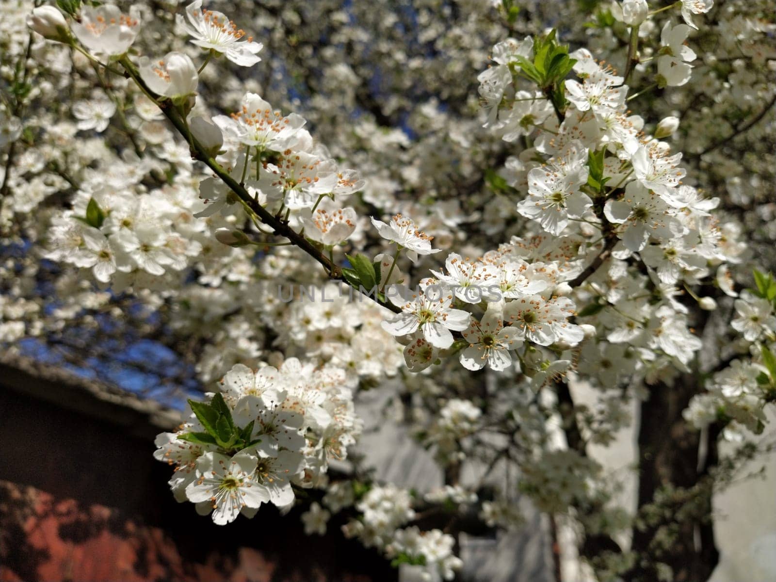Beautiful white spring flowers. Lushly blooming cherries, apricots, plums. Spring Festival. Japanese tradition. Greeting card, layout or floral background. Delicate petals with pestles and stamens.