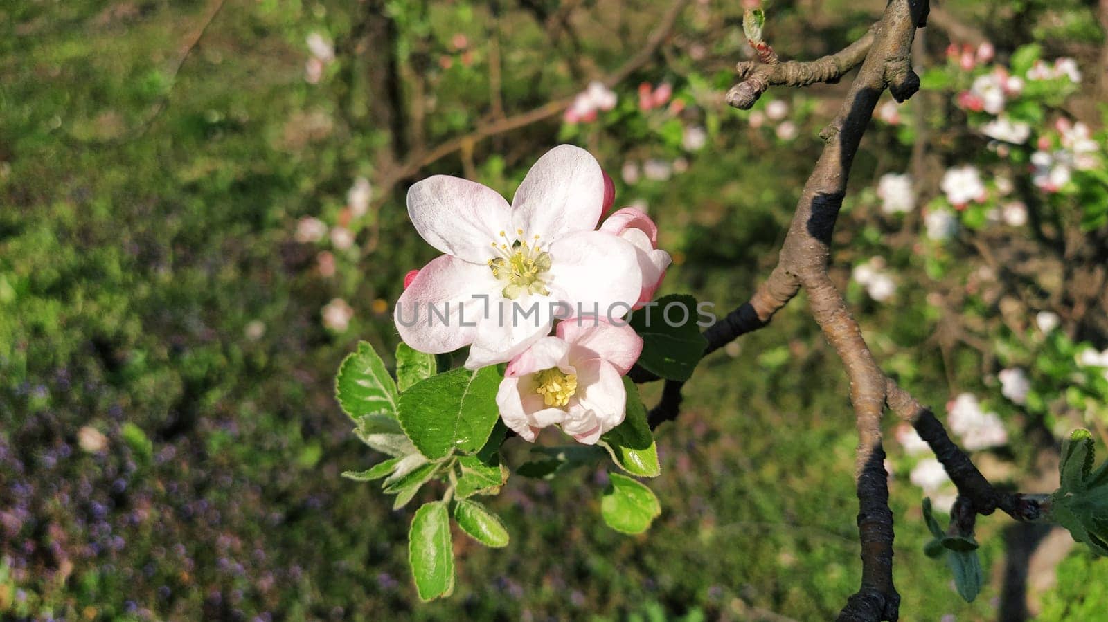 Tender flower petals of apple tree. Apple trees in lush flowering white flowers. Pestles and stamens are noticeable. Spring in the orchard. The beginning of agricultural work.