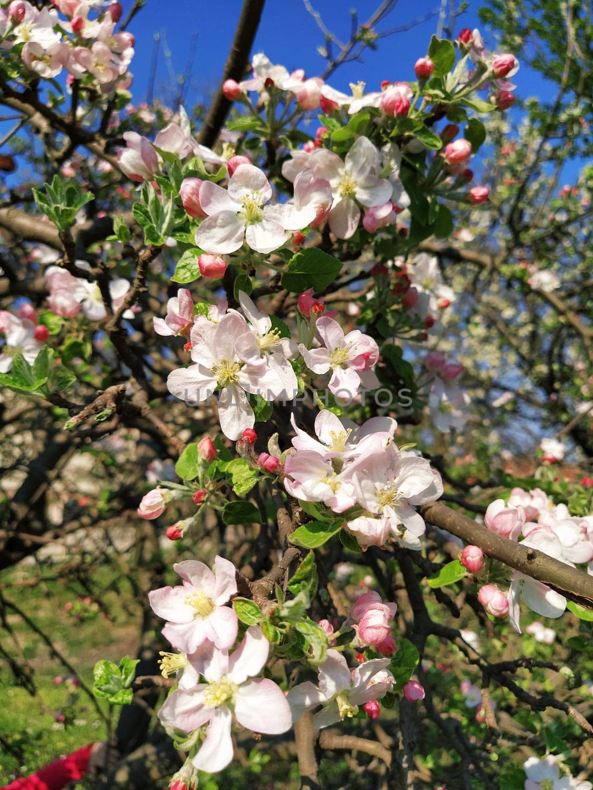 Tender flower petals of apple tree. Apple trees in lush flowering white flowers. Pestles and stamens are noticeable. Spring in the orchard. The beginning of agricultural work.