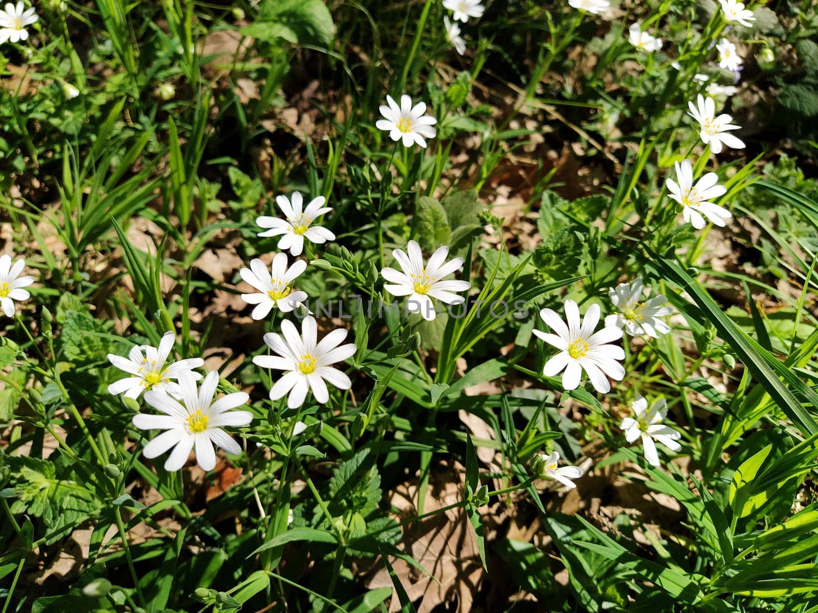 Forest starfish. Delicate white flowers in the forest. Antidiabetic agent, natural sweetener. Beautiful medicinal plants. Close up