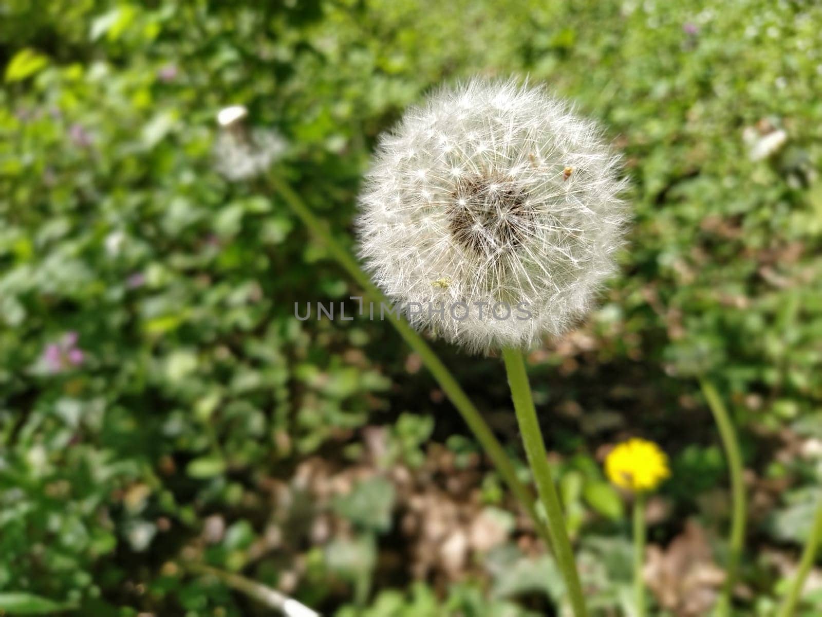 White dandelion with seeds. Forest lawn with melliferous plants. Lawn with flowers. Fluffy sphere or ball. Close up.