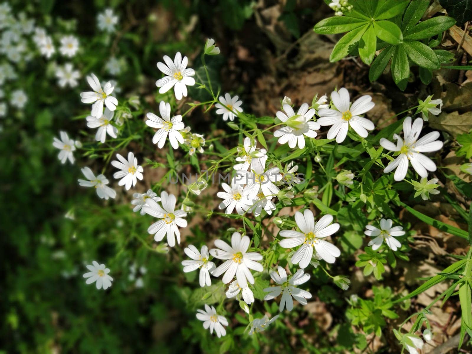 Forest starfish. Delicate white flowers in the forest. Antidiabetic agent, natural sweetener. Beautiful medicinal plants. Close up