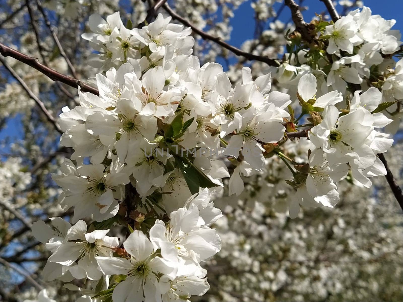 Tender flower petals of apple tree. Apple trees in lush flowering white flowers. Pestles and stamens are noticeable. Spring in the orchard. The beginning of agricultural work.