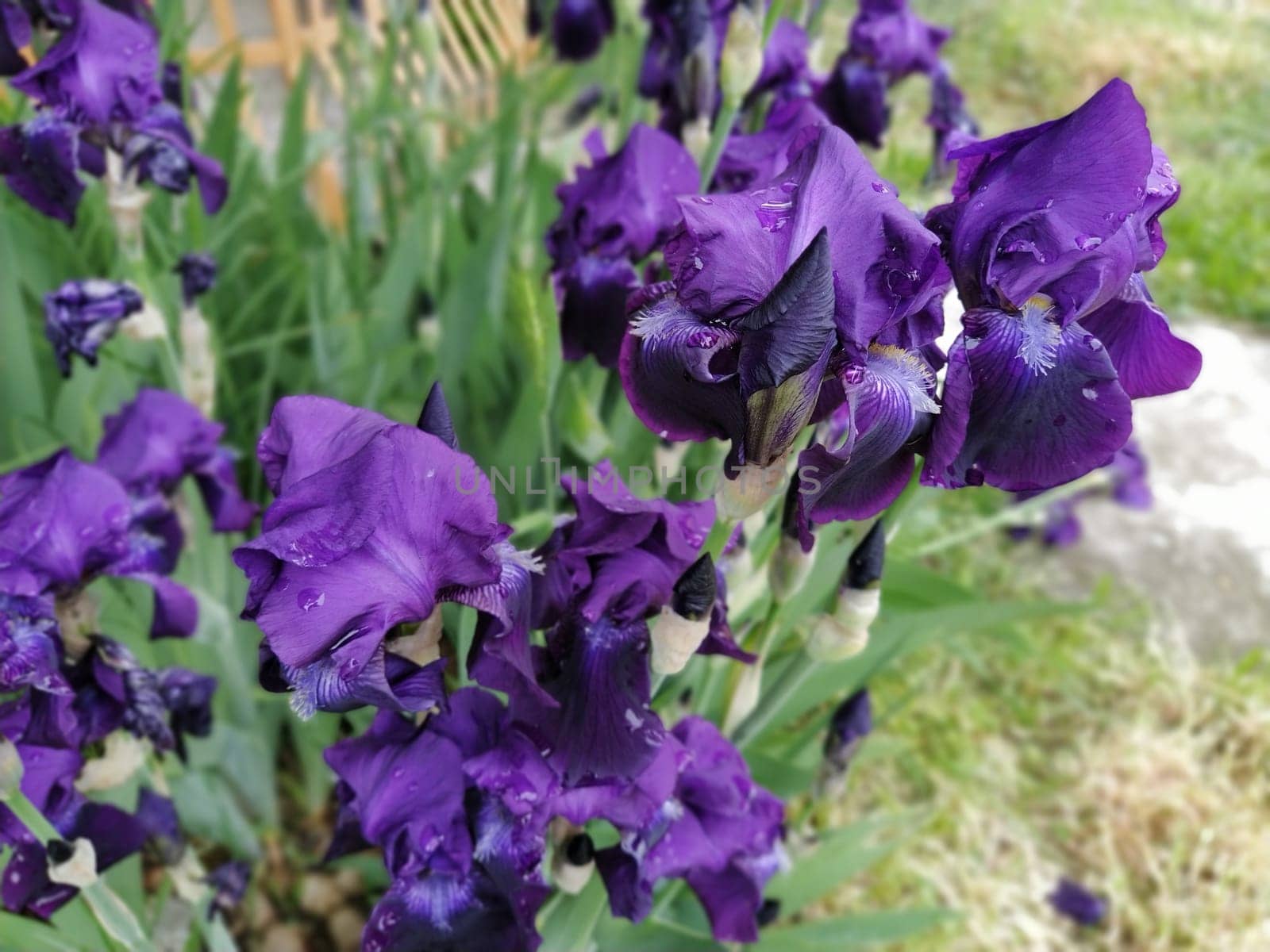 Purple irises. Beautiful delicate flowers of dark blue-purple iris in the garden. Graceful petals. Soft focus. Blurred image.