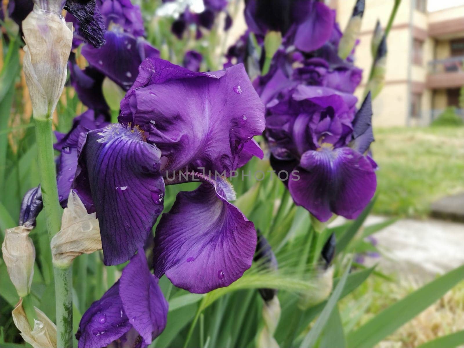 Purple irises. Beautiful delicate flowers of dark blue-purple iris in the garden. Graceful petals. Soft focus. Blurred image.