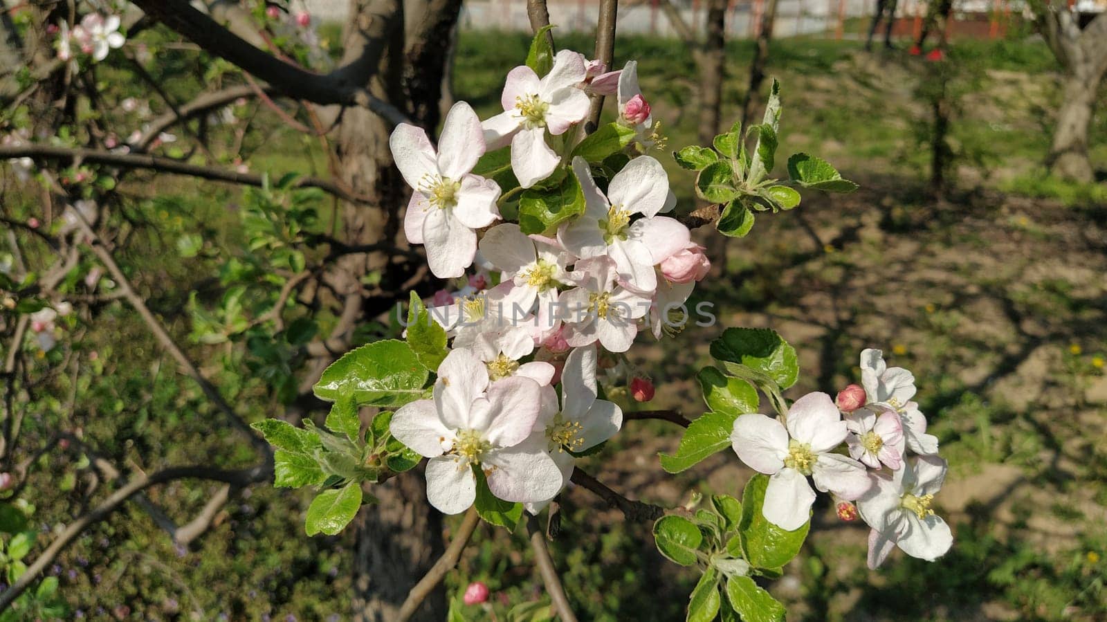 Tender flower petals of apple tree. Apple trees in lush flowering white flowers. Pestles and stamens are noticeable. Spring in the orchard. The beginning of agricultural work.