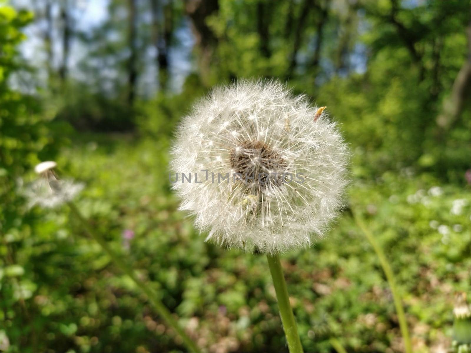 White dandelion with seeds. Forest lawn with melliferous plants. Lawn with flowers. Fluffy sphere or ball. Close up.