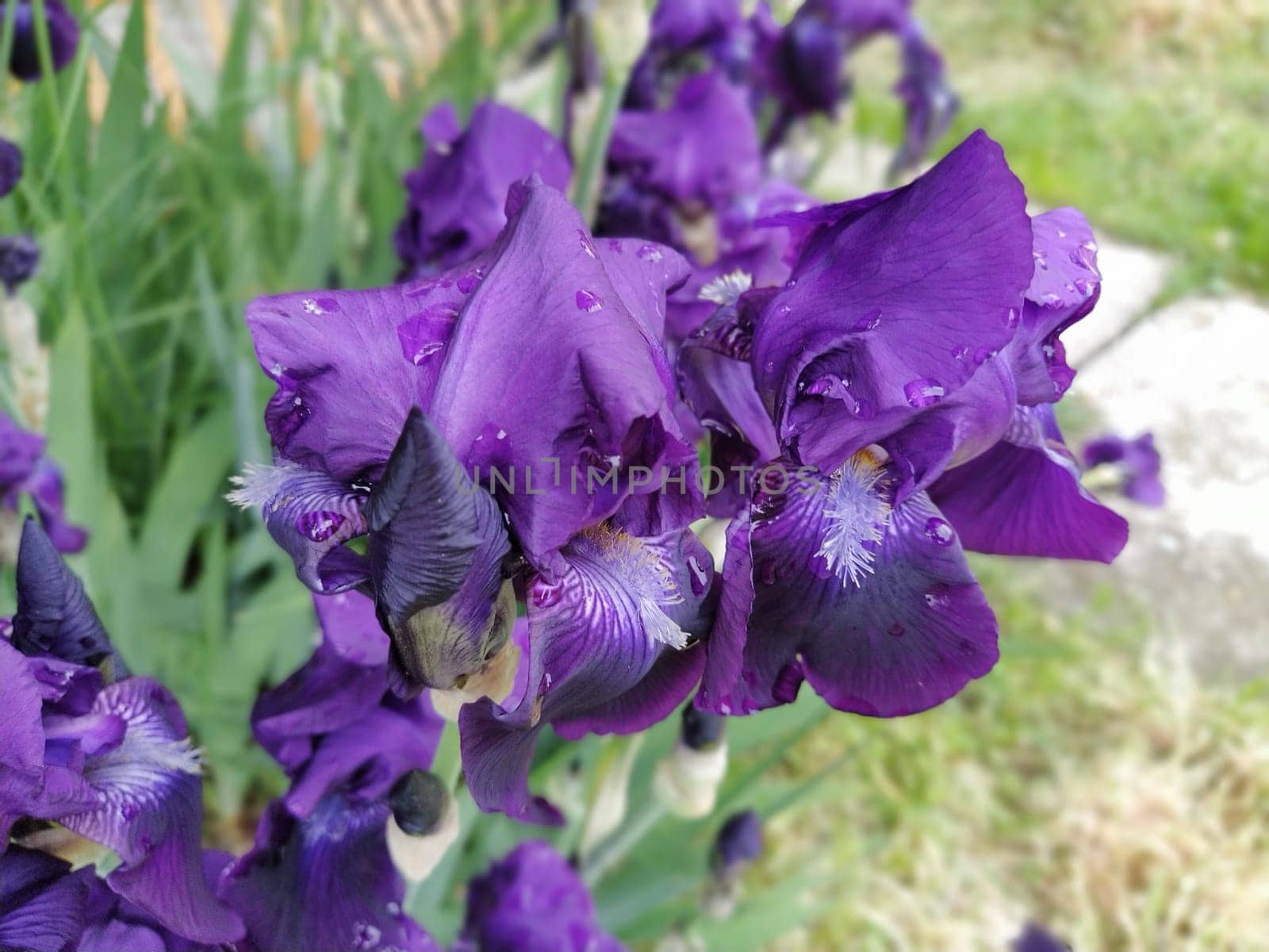 Purple irises. Beautiful delicate flowers of dark blue-purple iris in the garden. Graceful petals. Soft focus. Blurred image.