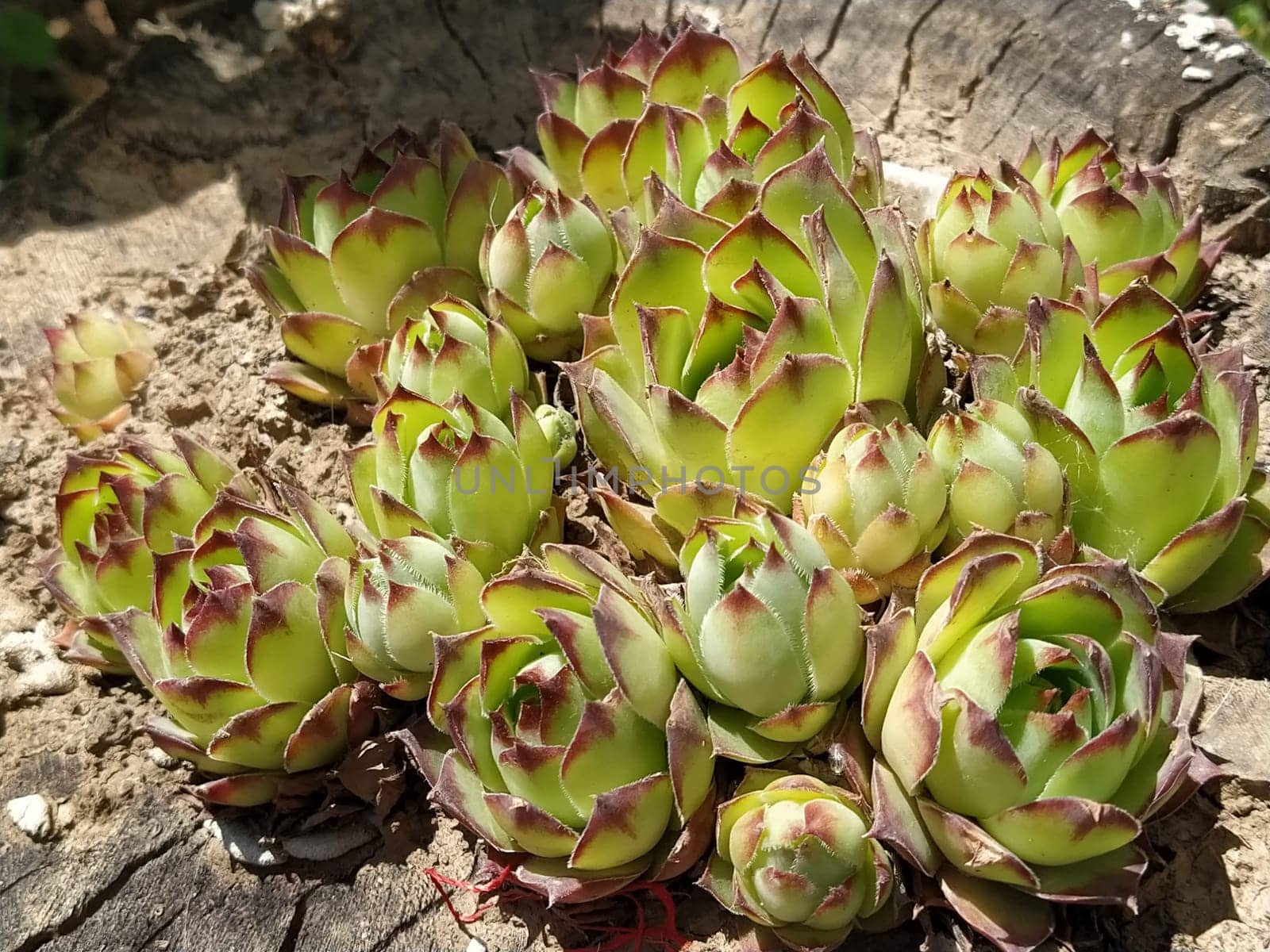 Echeveria or stone rose plant, light green color side view in close up on wooden background.