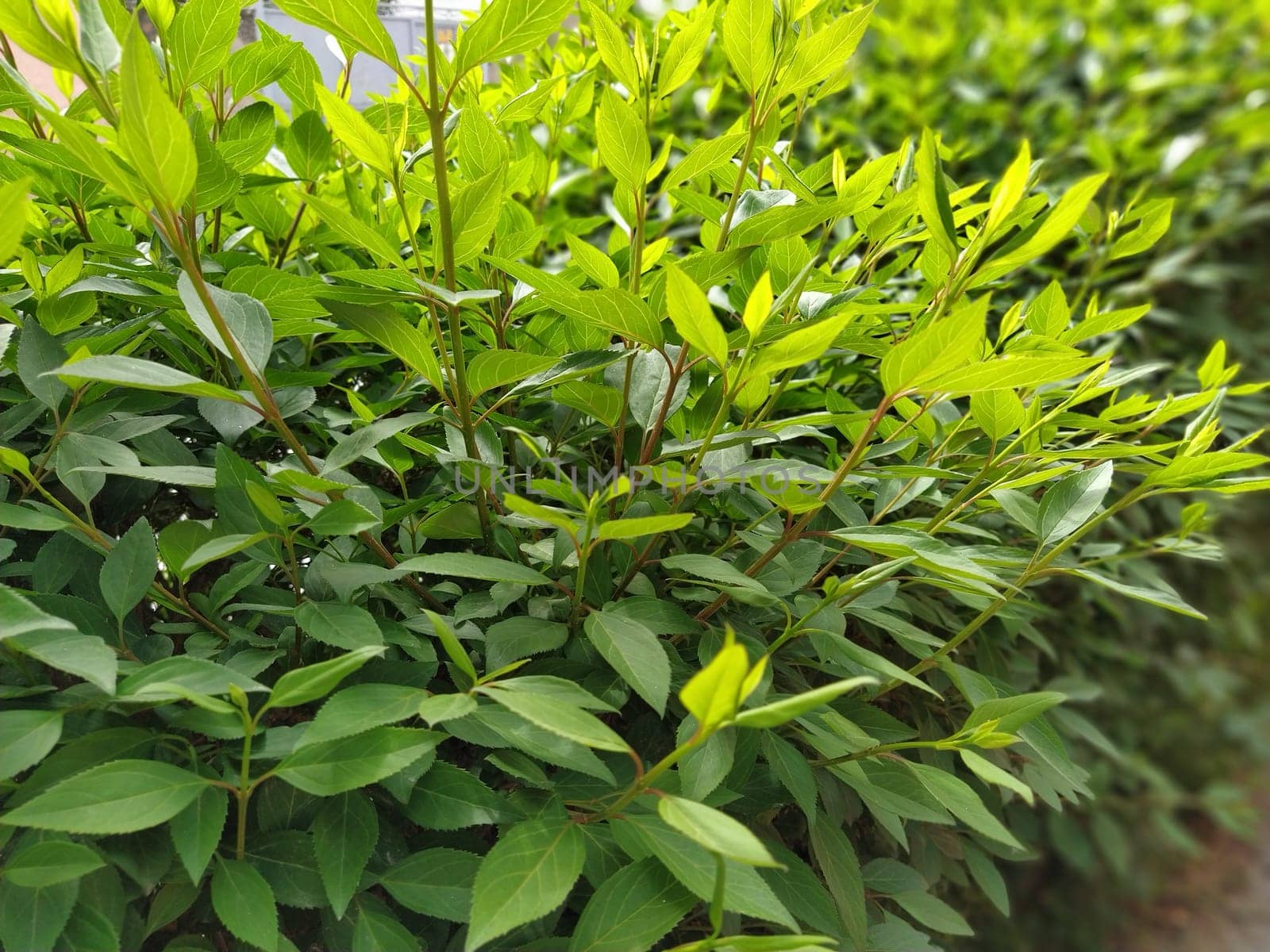 green box hedge background with green leaves. green bushes in the garden.