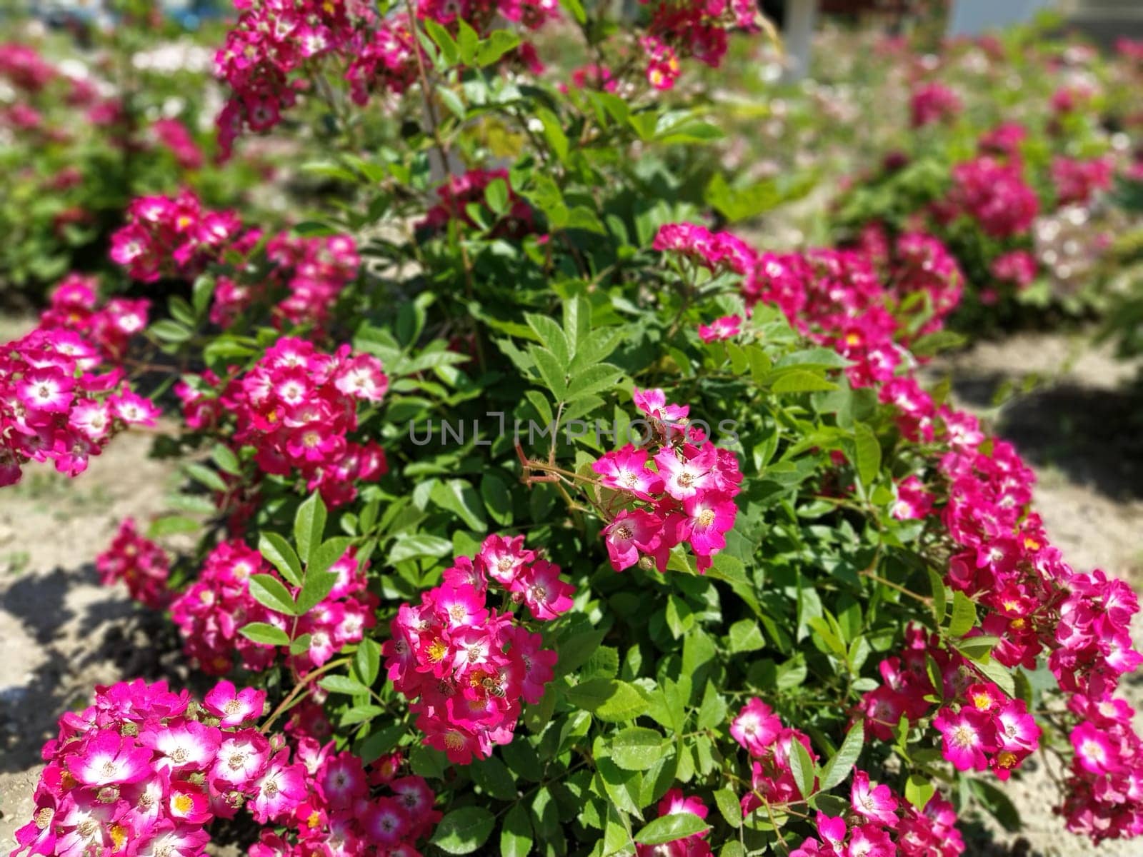 Pink beautiful flowers in the big flowerbed. Design and decoration elements of a city park. Many pink flowers and buds on a bush. Defocused effect around the edges of the photo. Soft focus.