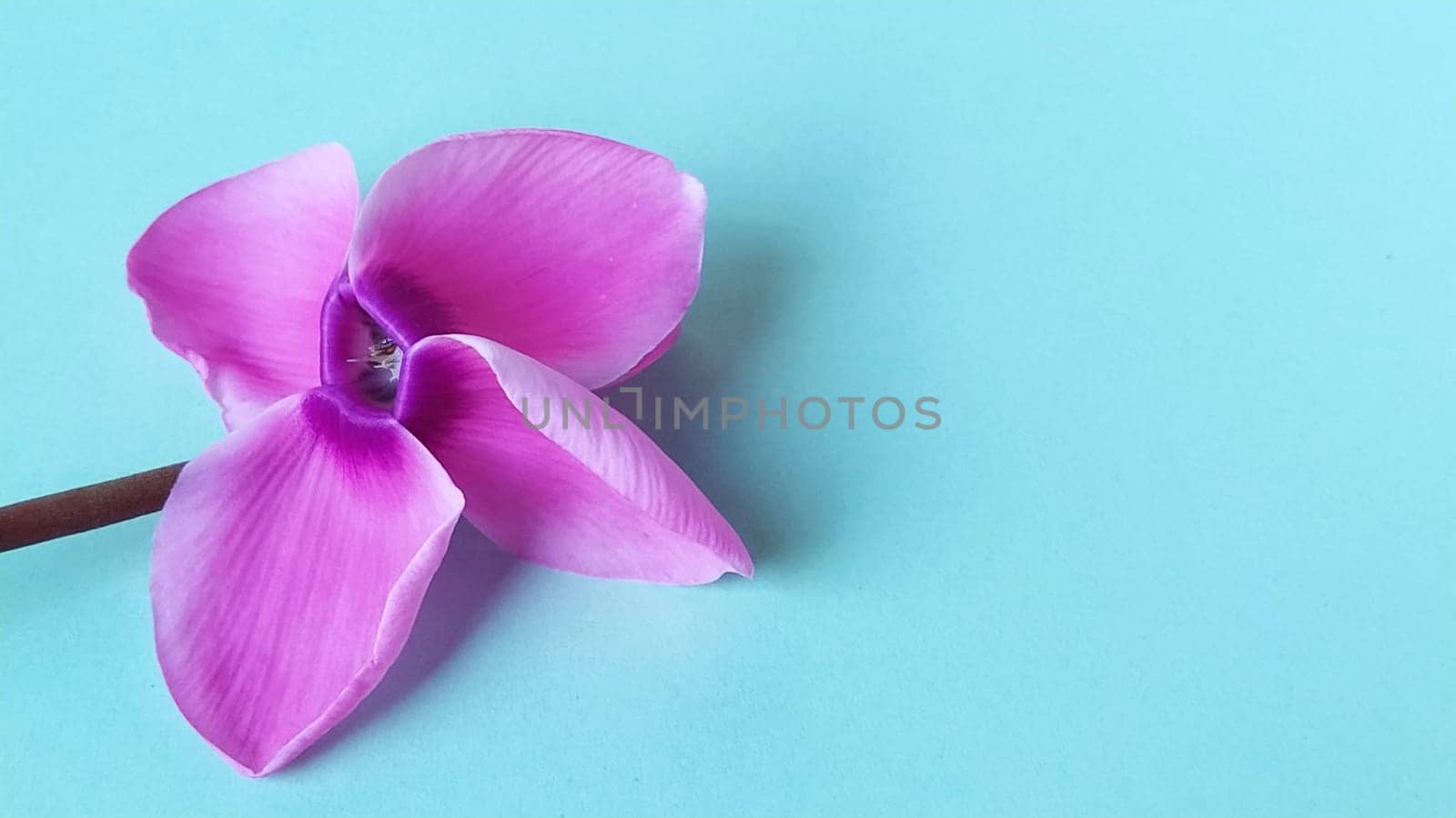 Pink cyclamen flower on a blue background. A tender plant is ripped off. Greeting card or congratulation on March 8 or mothers day