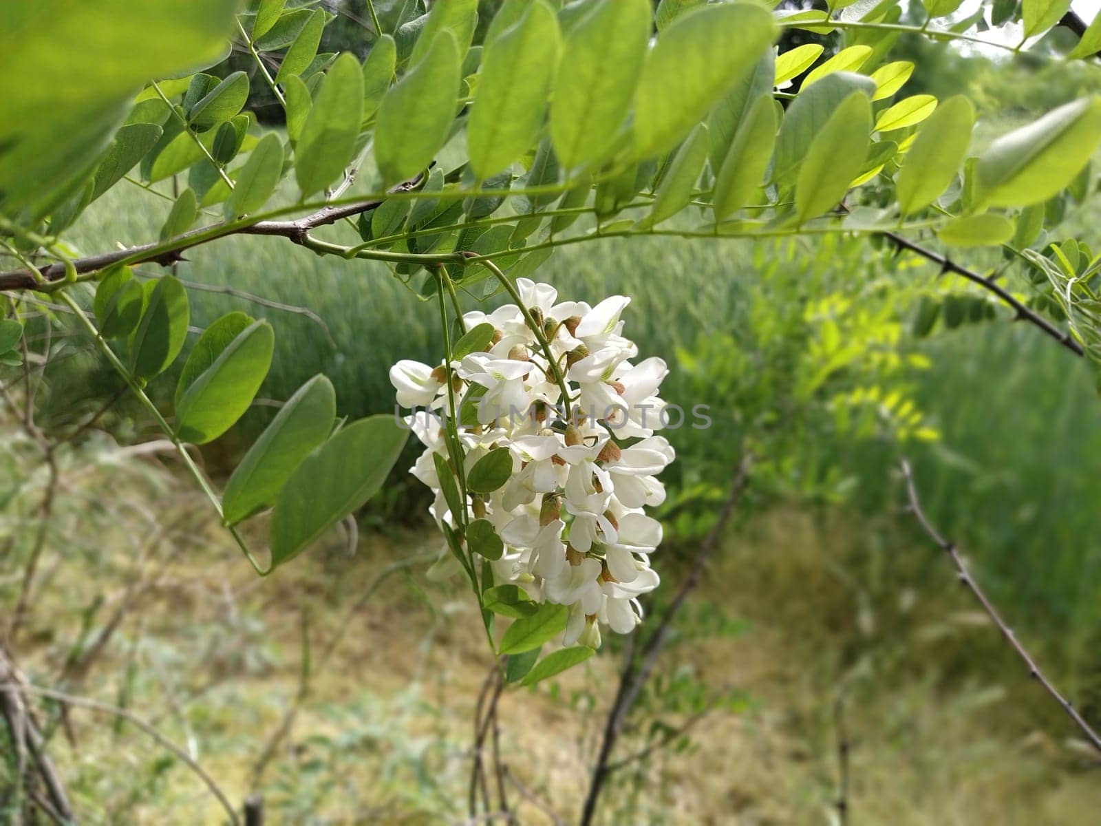 Flowers of White Acacia. Robinia pseudoacacia, commonly known in its native territory as black locust. White fragrant flowers like a good honey plant. Attraction of bees and bumblebees.