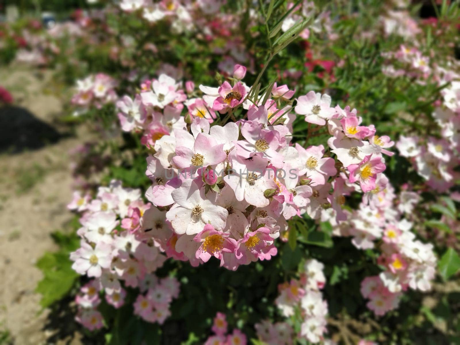 Pink beautiful flowers in the flowerbed. Design and decoration elements of a city park. Many pink flowers and buds on a bush. Defocused effect around the edges of the photo. Soft focus.