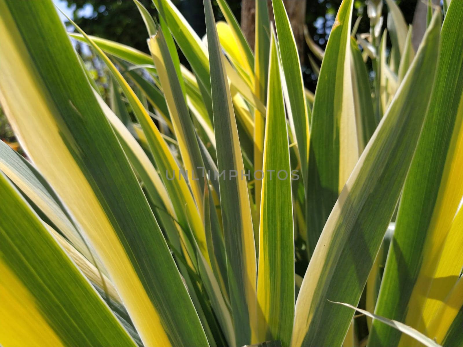 Close up of yellow-green striped leaves. Irises in the garden. Genus of perennial rhizome plants of the Iris family. Yellow green long striped leaves. Floral background. Gardening and floriculture.