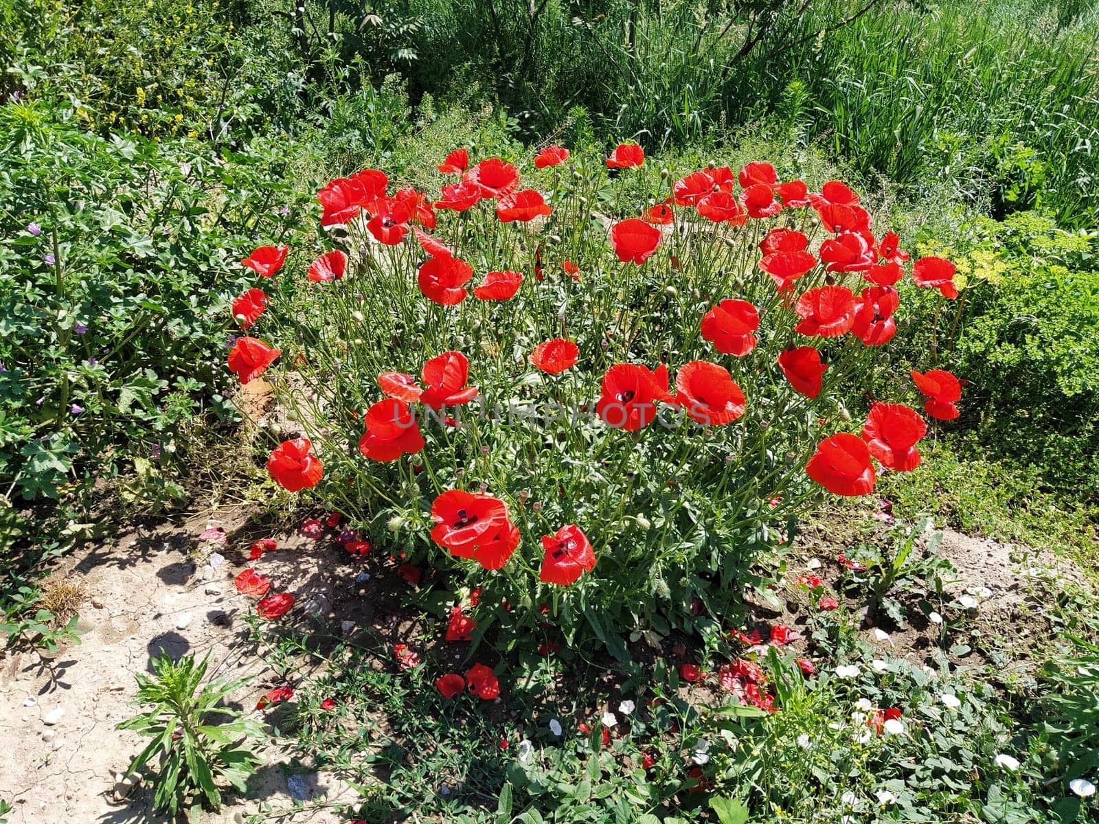 Bush of wild red poppies. Beautiful wildflowers. Blurred background. Poppy field. Delicate poppy petals glisten in the sunlight.