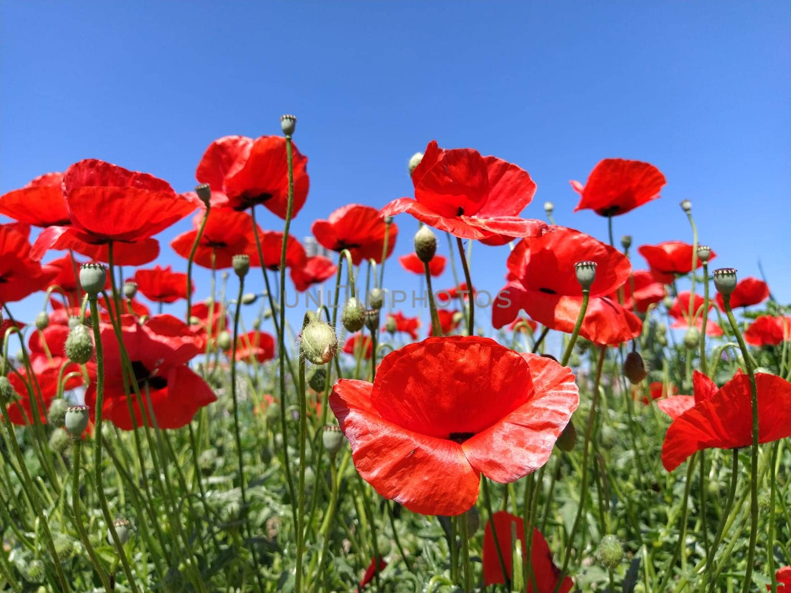 Blooming red poppy flowers on the side against a blue sky. Source of opium. Wild flowers on the field. Gentle poppy petals glistening in the bright sun. The wind blows flowers.