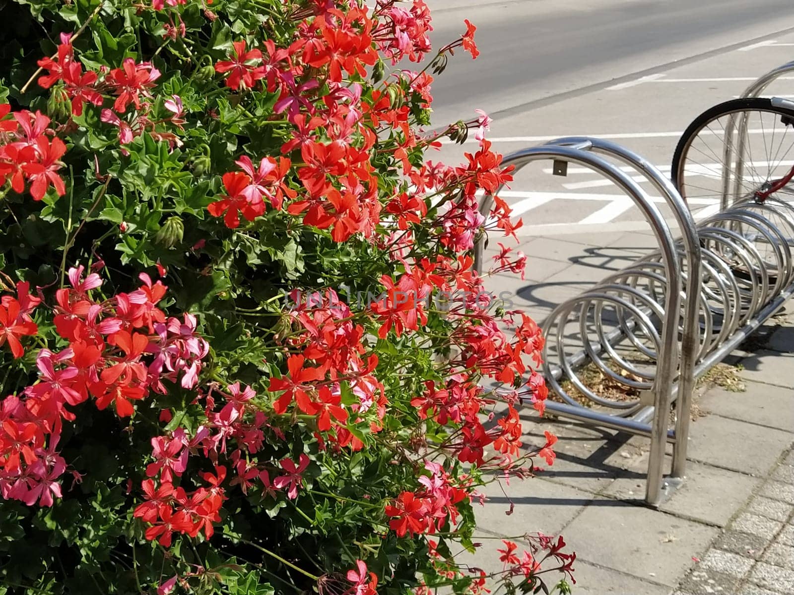 Pelargonium peltatum. Red, pink and magenta blooming ivy geraniums in a city park. Vertical landscaping of a garden, courtyard or city street. Bicycle lashing rack in the background.