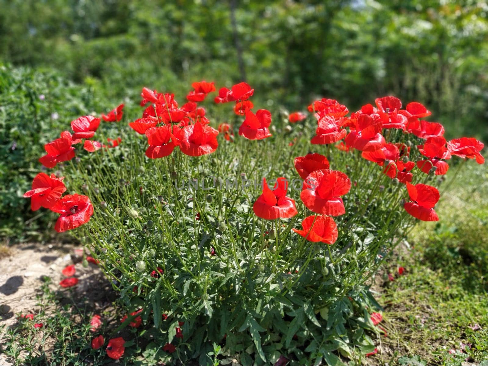 Bush of wild red poppies. Beautiful wildflowers. Blurred background. Poppy field