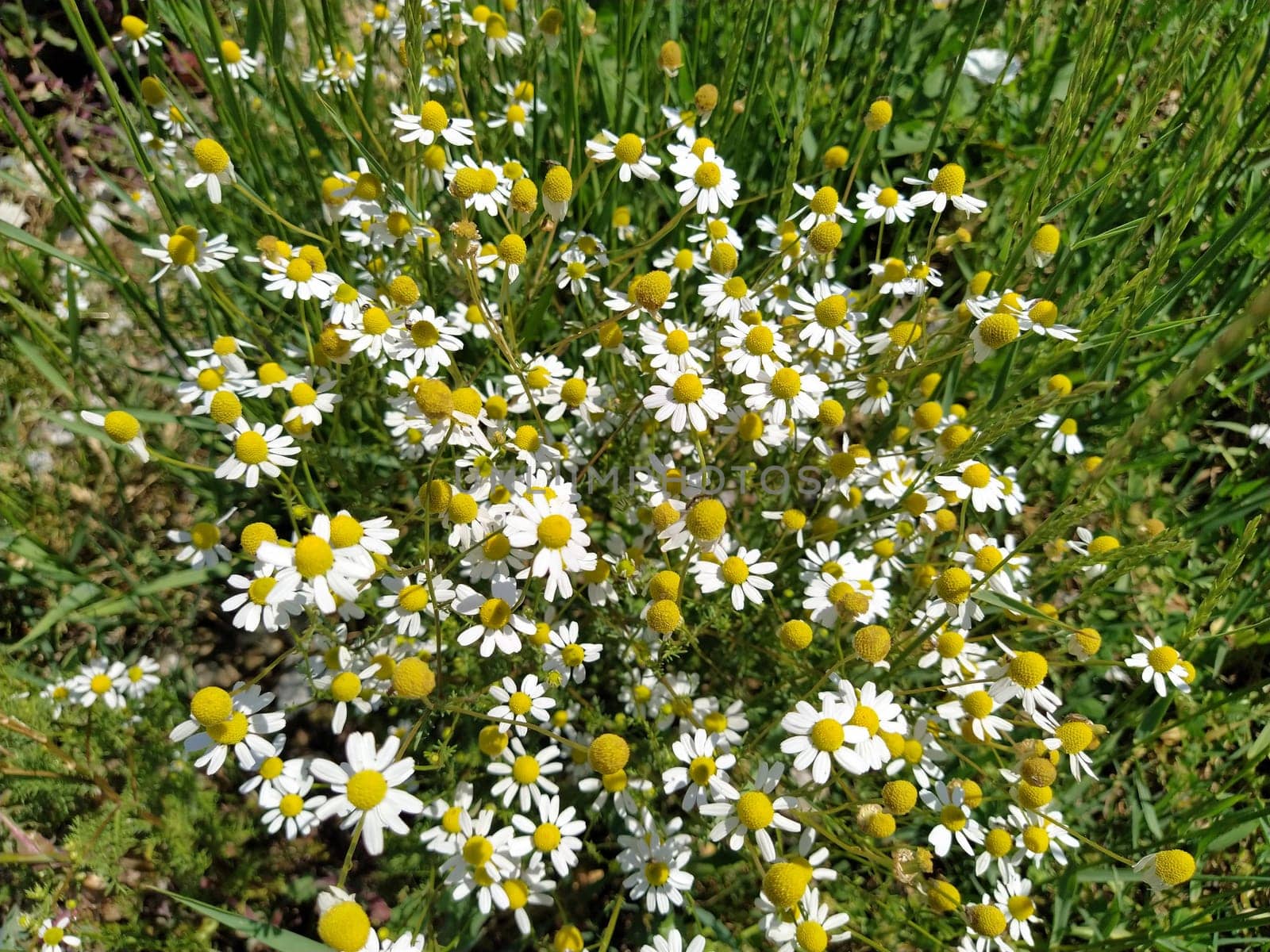 Wild chamomile flowers on a field on a sunny day