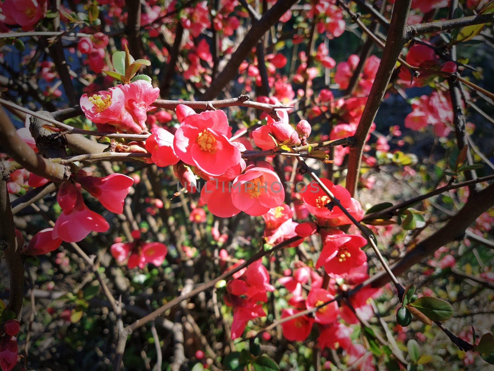 Beautiful pink and red henomeles flowers. Shrub without leaves blooms in early spring. Delicate petals and yellow stamens and pistils with nectar. Greeting card or bouquet. Dark vignetting.
