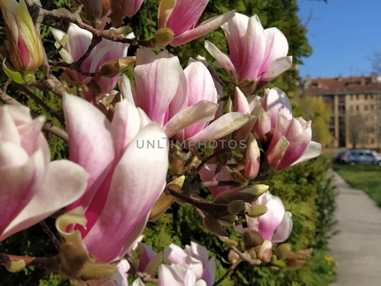 Beautiful blossoming pink flowers and magnolia buds on branches without leaves. Blue sky and sunlight. Wedding invitation or greeting card from March 8. The beginning of spring. Delicate white petals.