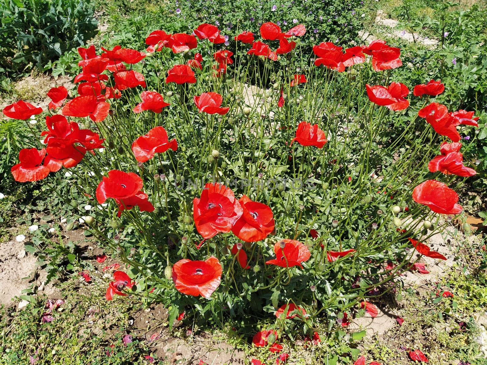 Beautiful red poppies, bush. Photo on the side. Wild poppies on the field