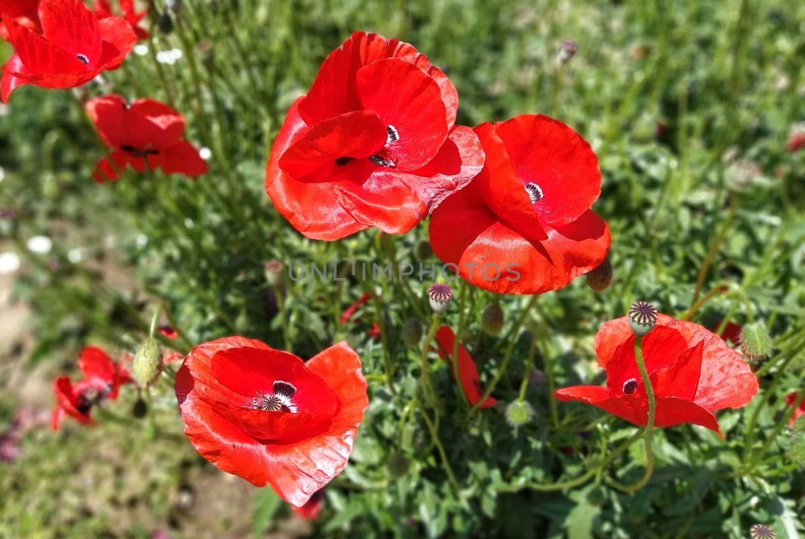 Very beautiful red wild poppies glistening in the sun. 4 large flowers. Blurred background. Intense red color. Summer mood. Poppy field. Soft focus around the edges of the image.
