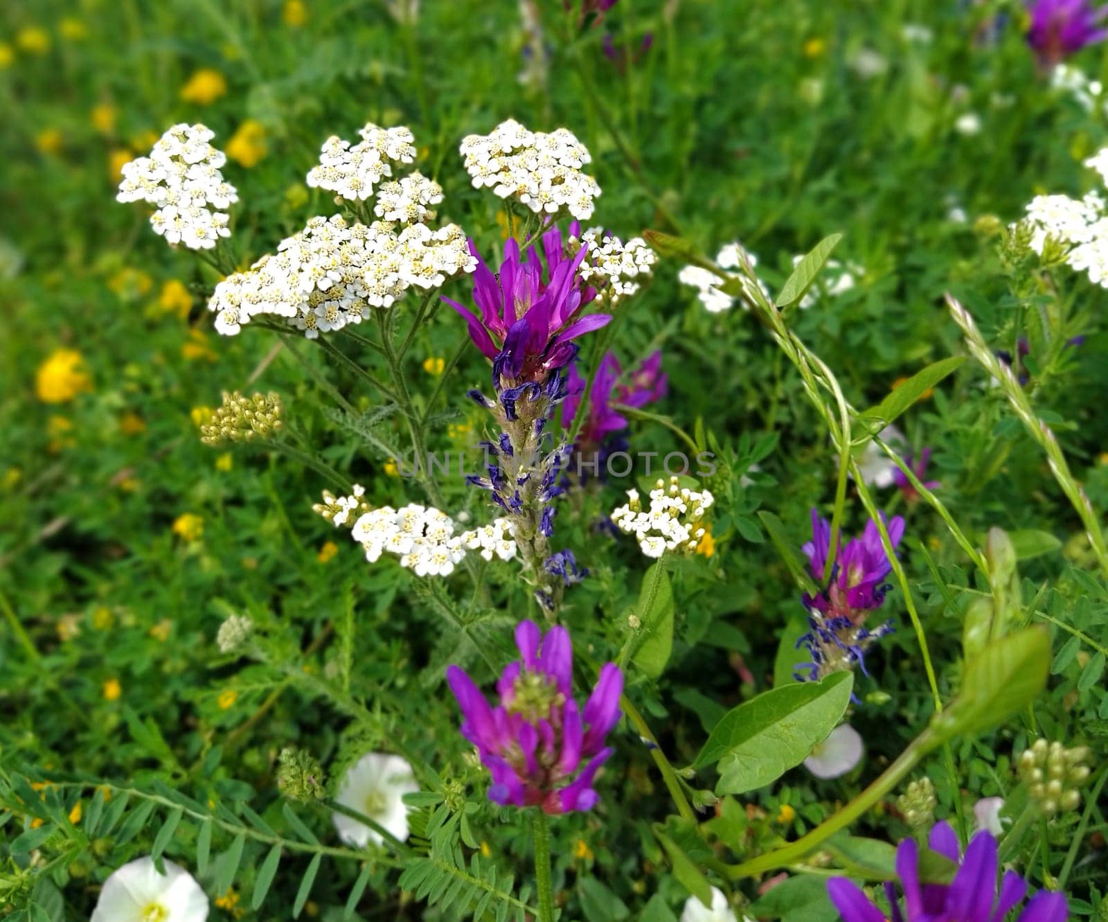 A lawn with purple, white and yellow spring wildflowers. Yarrow closeup in the grass. Honey and medicinal plants. The concept of ecology and natural medicine. Green grass.