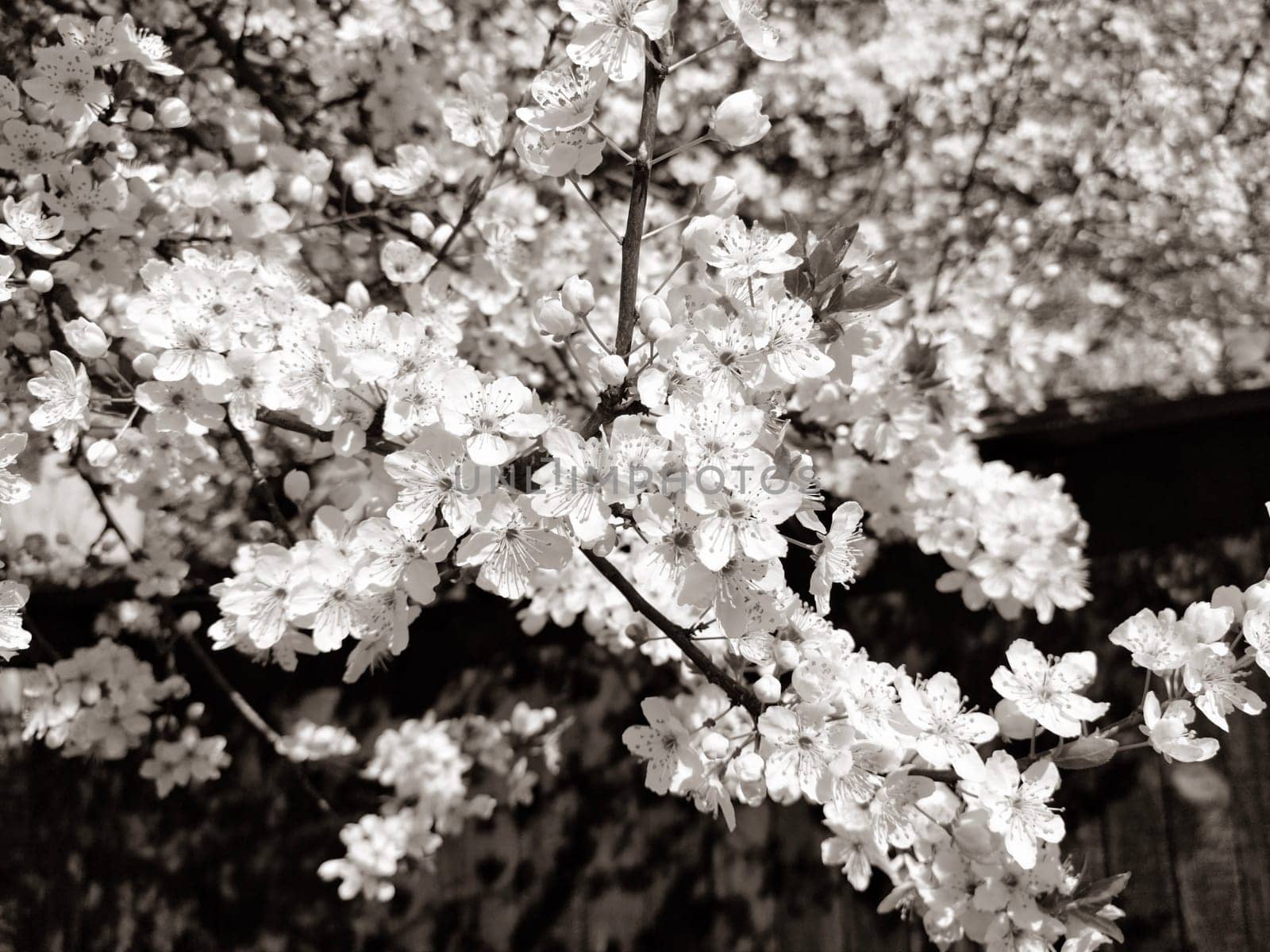 Beautiful white spring flowers. Lushly blooming cherries, apricots, plums. Spring Festival. Japanese tradition. Greeting card, layout or floral background. Delicate petals with pestles and stamens.