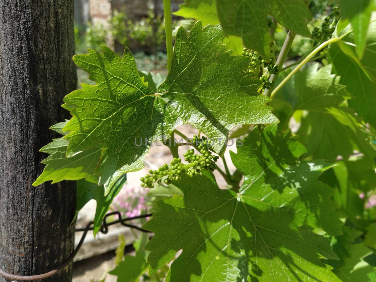 ovary grapes on a background of leaves