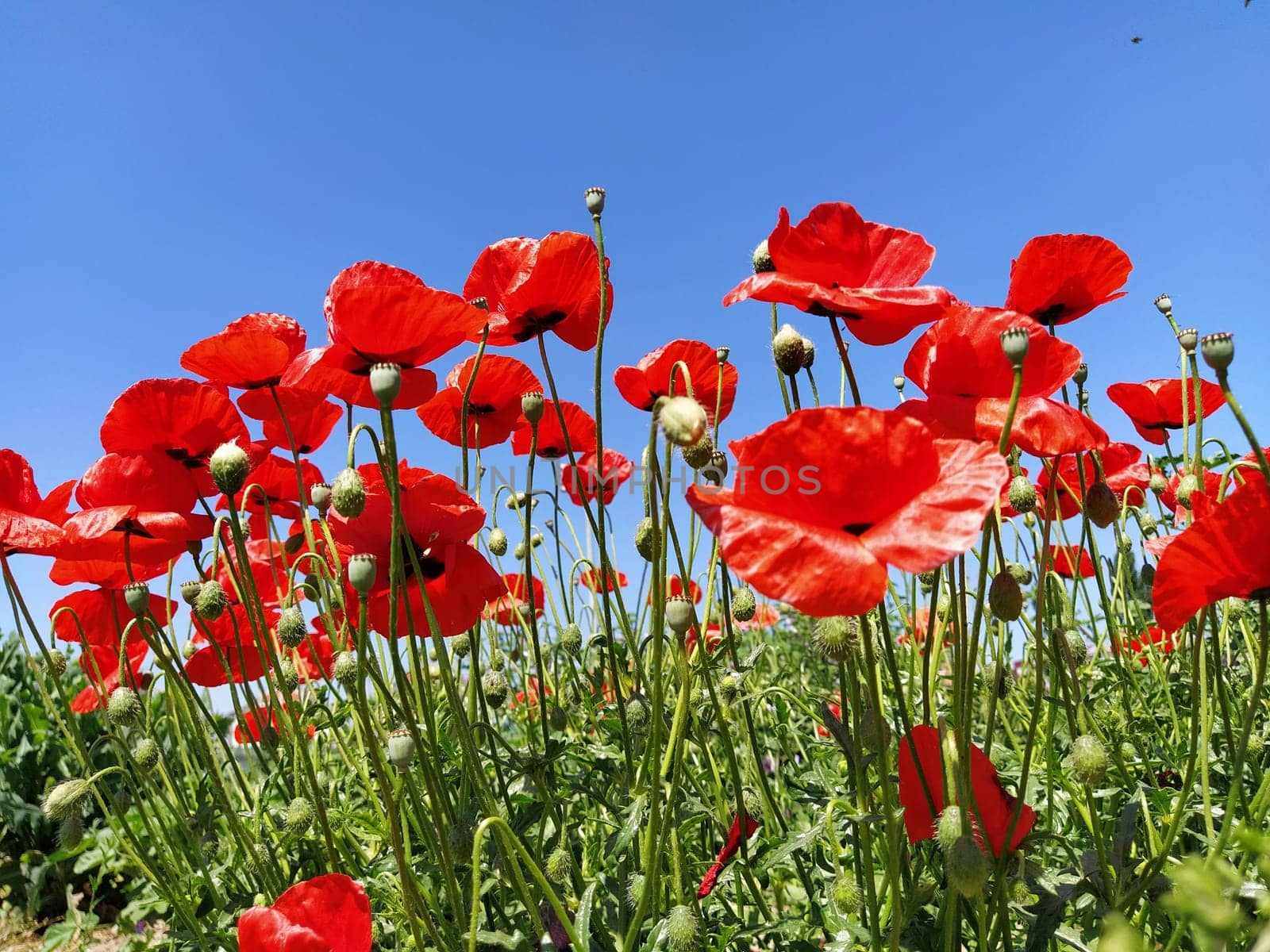 Blooming bright red poppies on the field. Wild beautiful flowers. Blue sky in the background. Tender flower petals glisten in the sun. Unraveling buds of poppies. Blurred bokeh