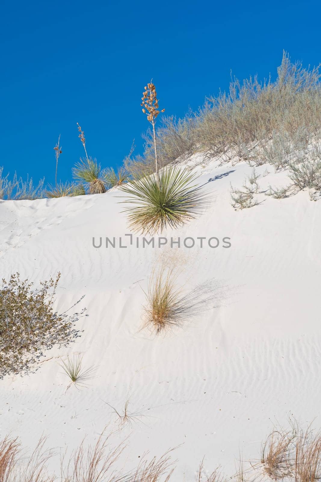 Yucca Plant in the White Sands in White Sands National Park in New Mexico