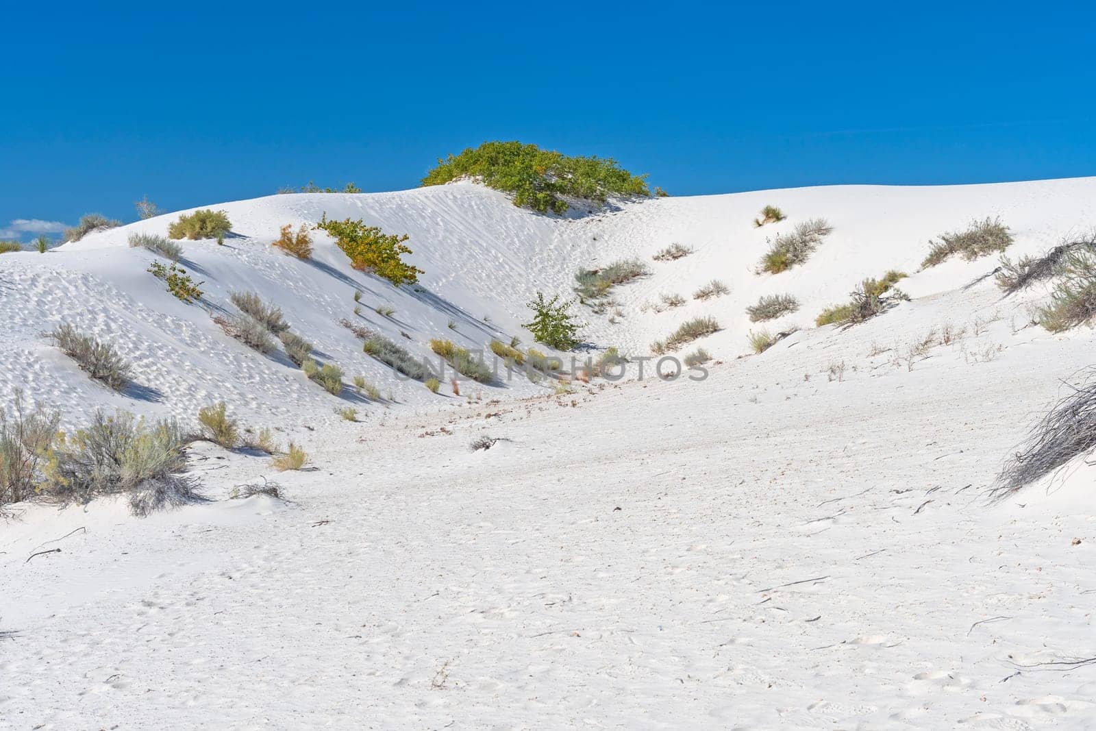 White Sands and Green Plants in White Sands National Park in New Mexico