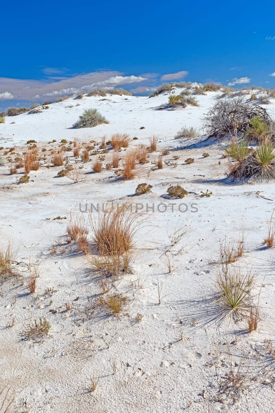 Desert Grasses Growing in a White Sand Dune in White Sands National Park in New Mexico