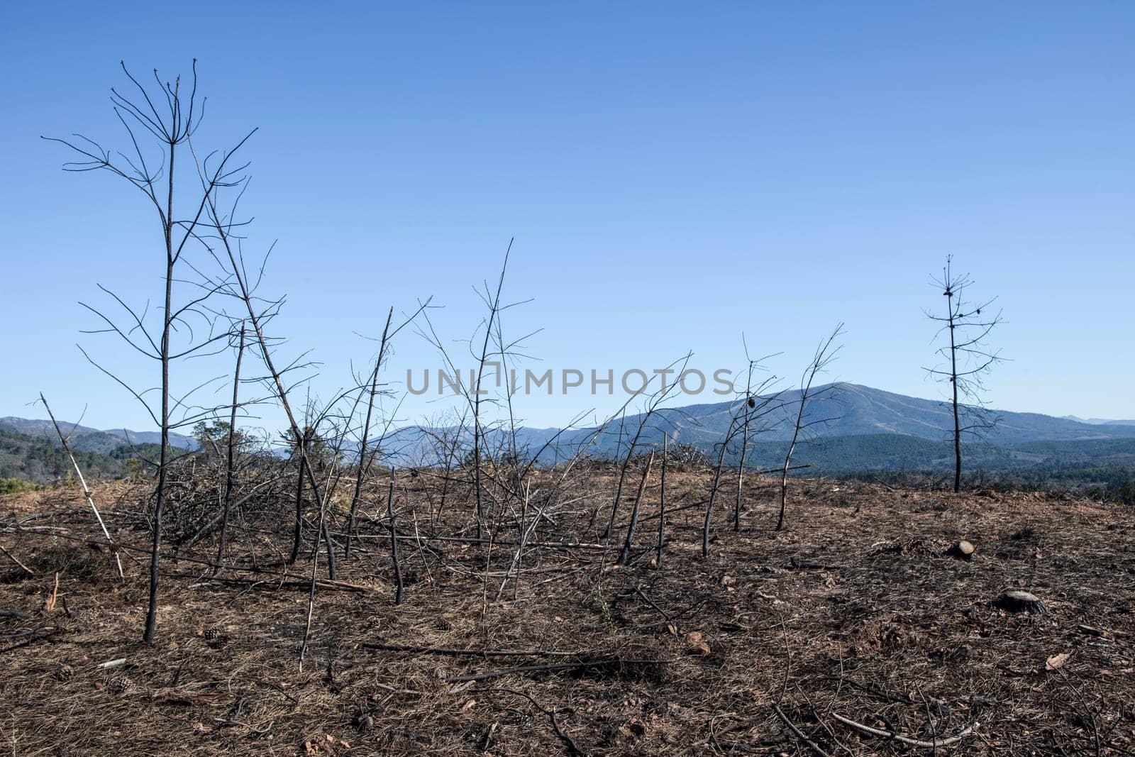 Charred landscape with some young pine trees standing. Former forest destroyed by wildfire