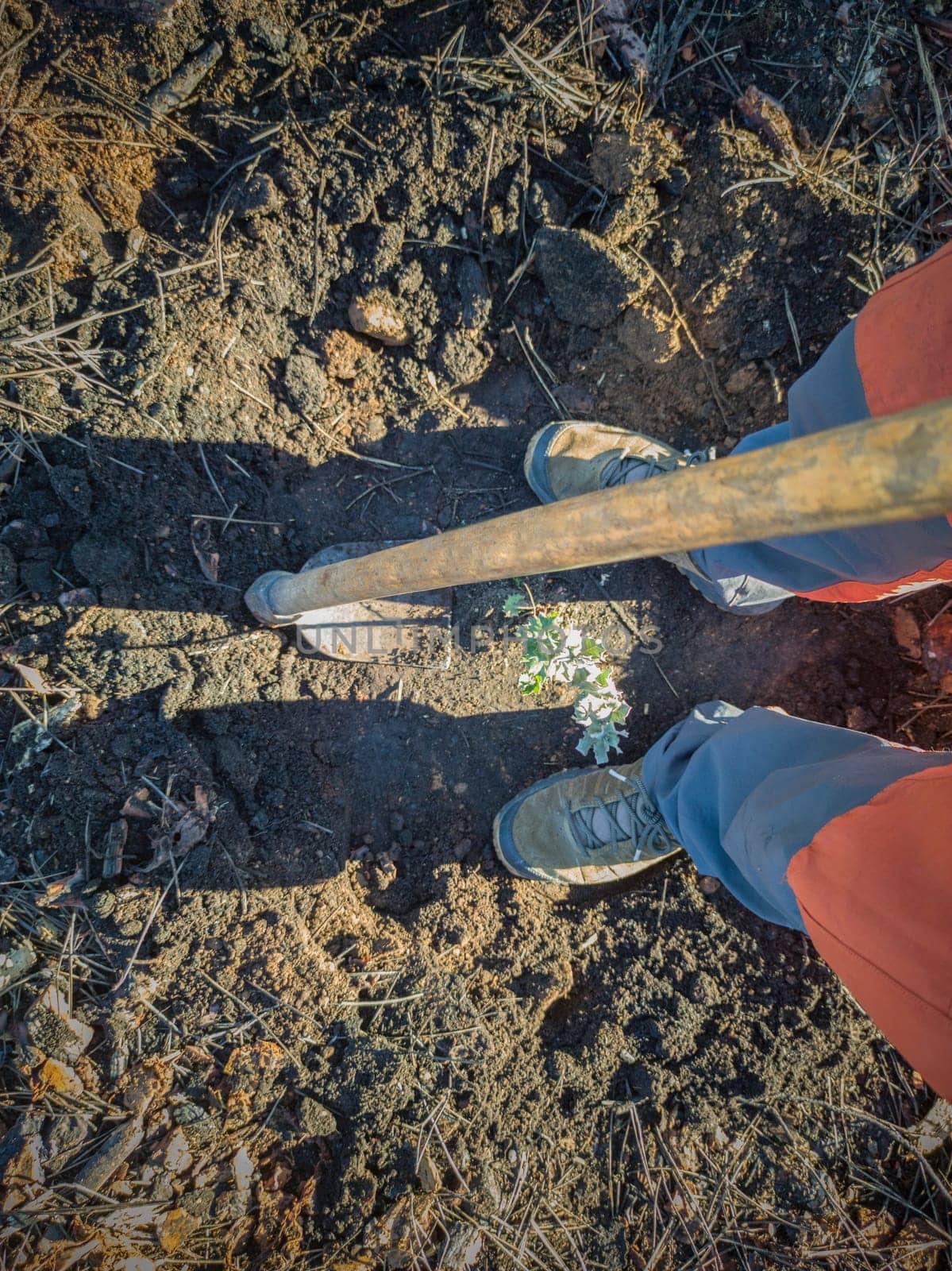 Mature man reforesting on burned soil. Restocking forests destroyed by a wildfire